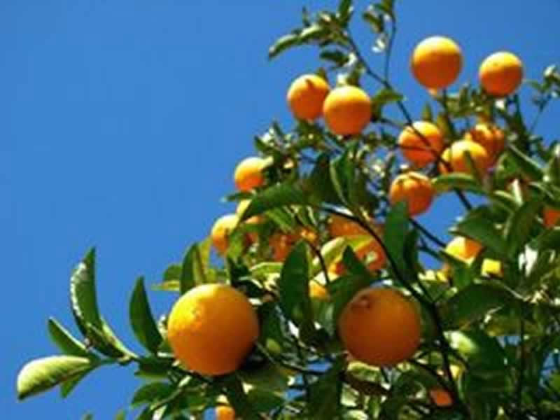 fruticultura no Norte do ES