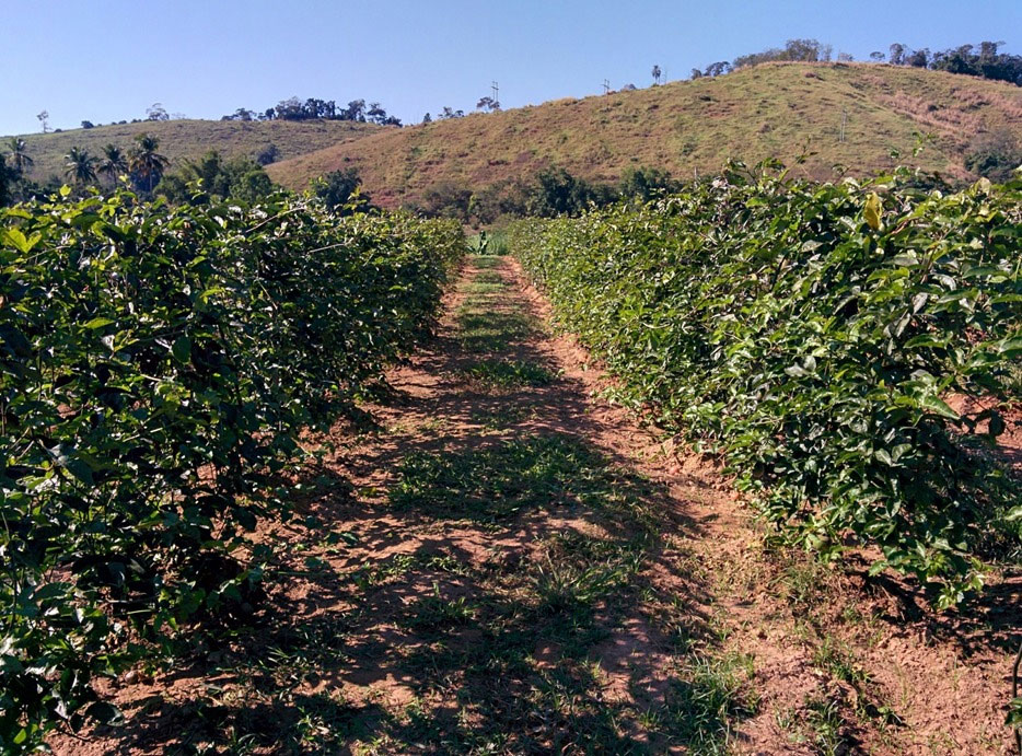 fruticultura na região do Caparaó